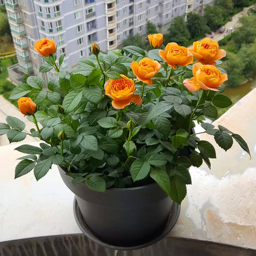 阳台月季大苗矮株欧月云南带花发