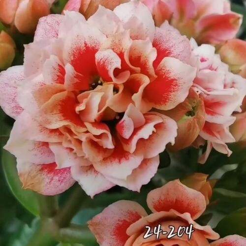 大花型长寿花盆栽昆明发货