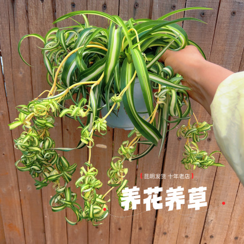 茂盛好养卷发吊兰仔仔多