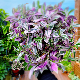 油画婚礼吊兰盆栽多年生耐干旱观叶植物 现货好养