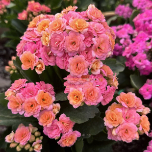 长寿花盆栽重瓣带花苞劳瑞拉变色室内多肉植物四季开绿花卉好养