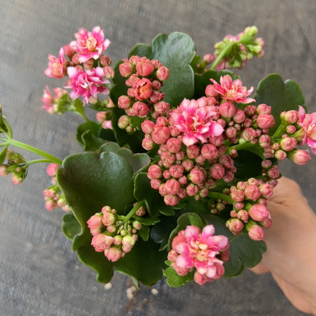 胭脂雪 复色长寿花 110规格