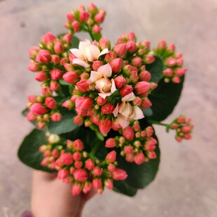 长寿花盆栽草莓心大花型重瓣红鸾星带花苞 A110规格 美玉开花多肉