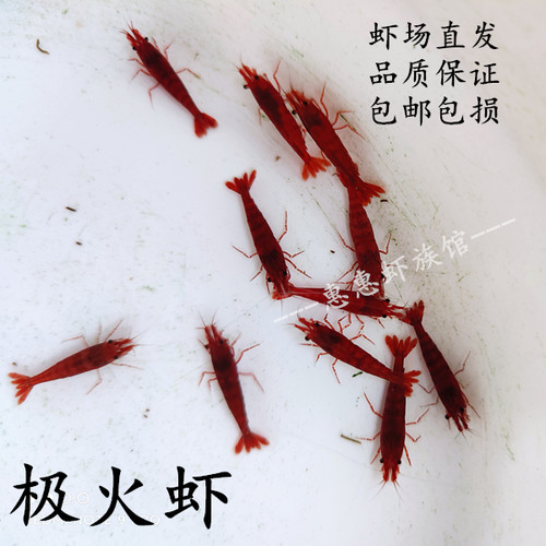 极火大型琉璃黄金米工具鲜活小虾
