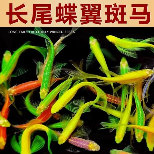 蝶翼斑马鱼观赏鱼荧光鱼
