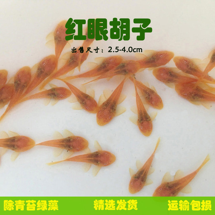 黄金大胡子鱼红眼蓝眼工具鱼草缸