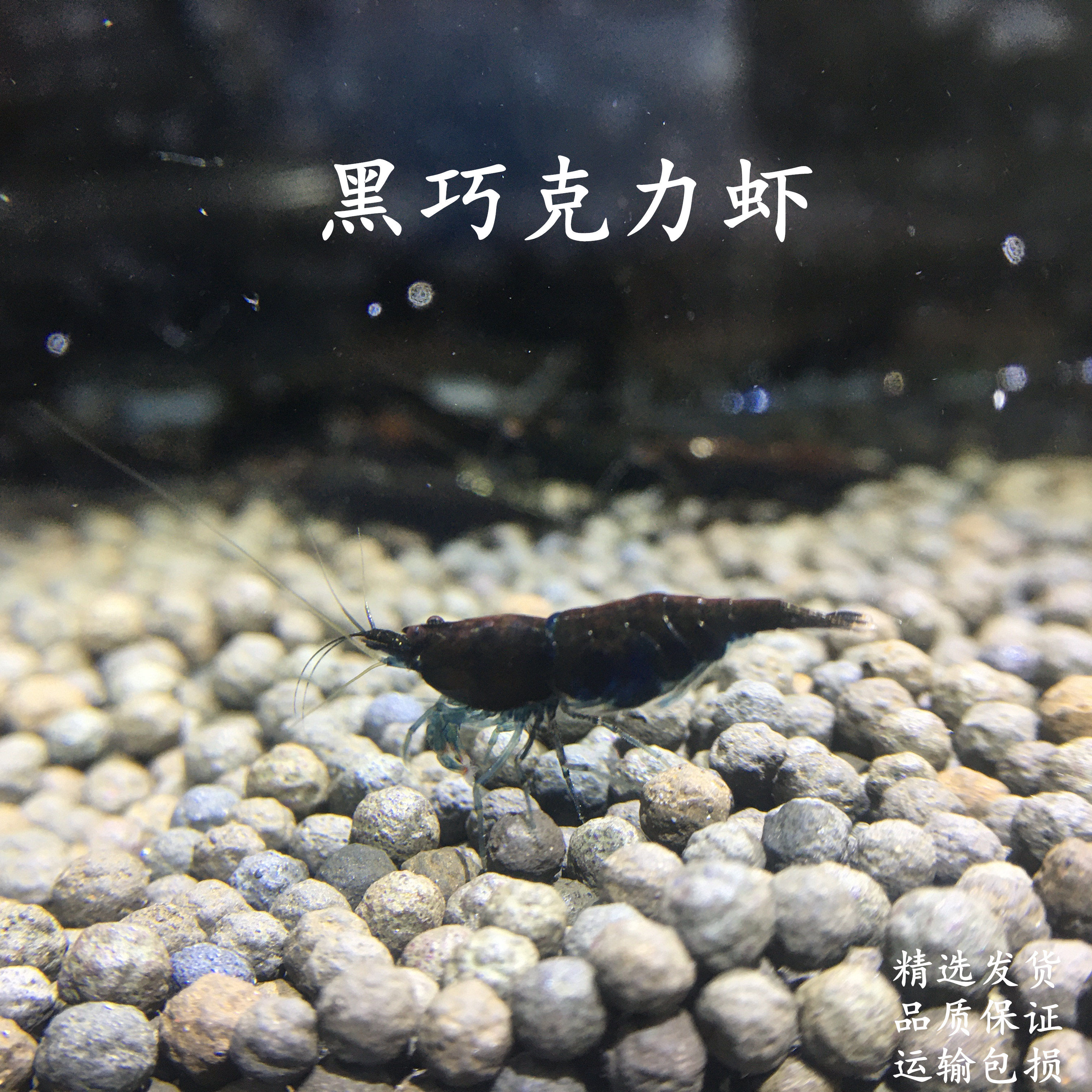 黑巧克力虾工具虾观赏虾草缸除藻活体除燥虾成体虾1.5-2.0cm包邮