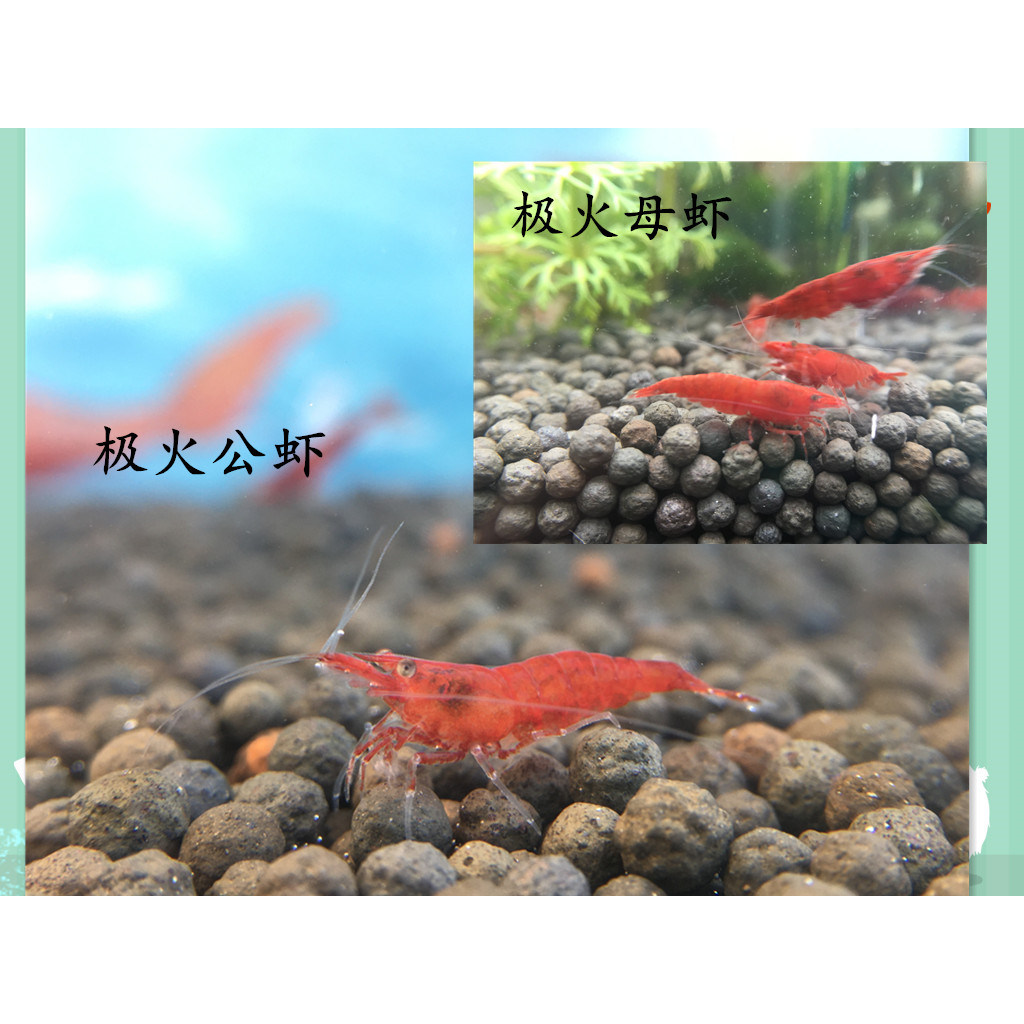 观赏虾活体樱花极火工具虾黑壳虾