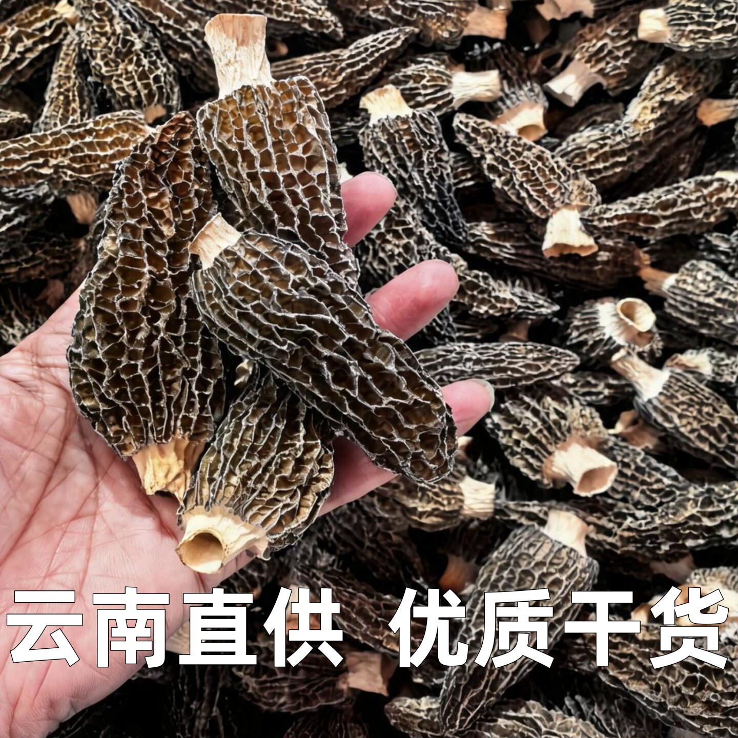 26年头茬新货云南羊肚菌干货