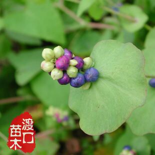 掌柜自采 杠板归种子20粒 蛇不过种子 洗澡草药 稻田杂草种子