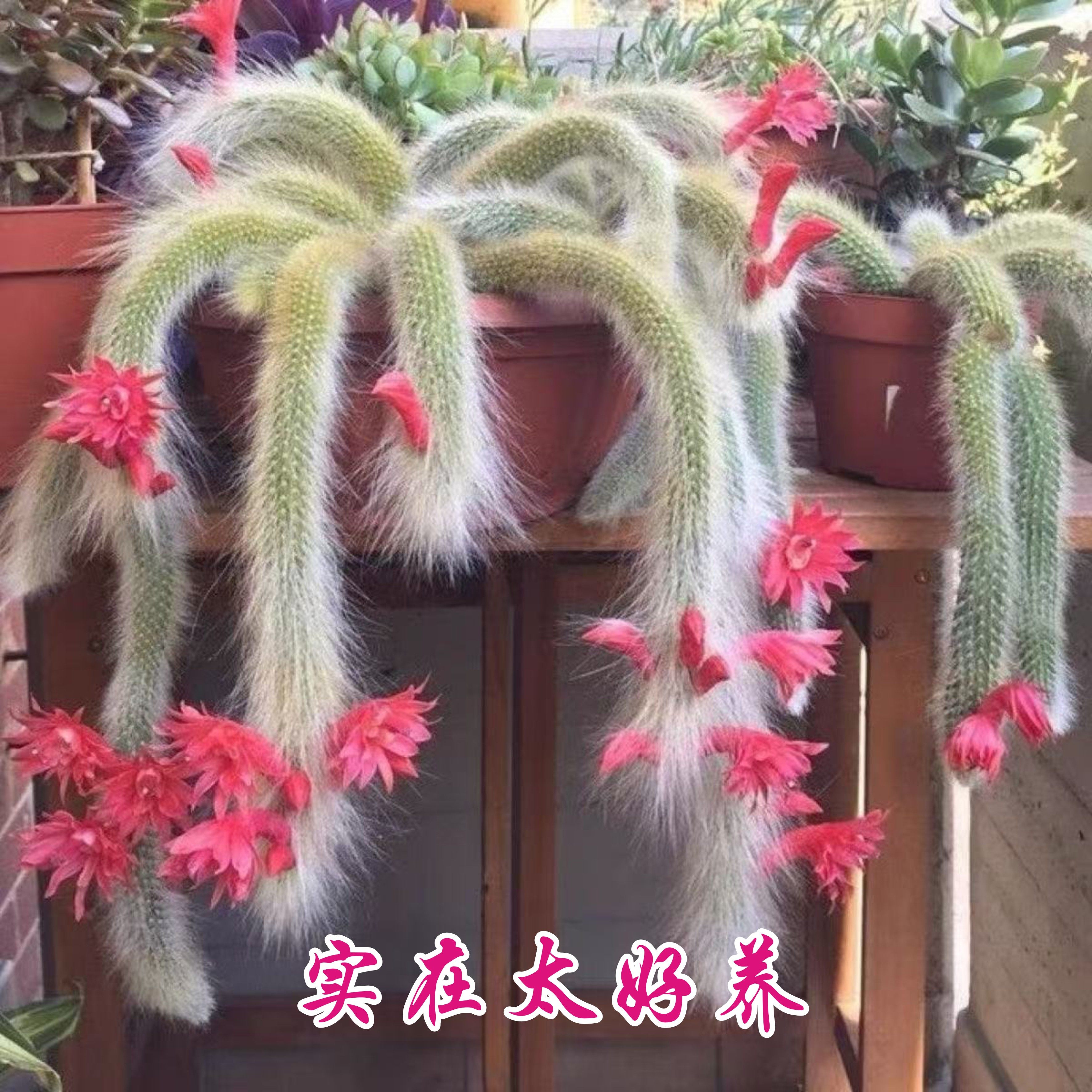 【开花九尾狐】多肉植物高档盆栽仙人掌长毛软毛尾巴办公室,鲜花速递/花卉仿真/绿植园艺,多肉植物,淘宝优惠券,粉丝福利购,淘宝优惠卷