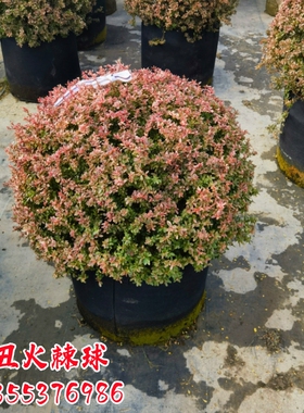 小丑火棘龟甲冬青亮晶女贞冬青先令完美冬青精品落地球水果兰盆栽