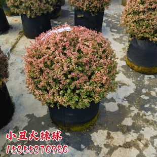 小丑火棘龟甲冬青亮晶女贞冬青先令完美冬青精品落地球水果兰盆栽