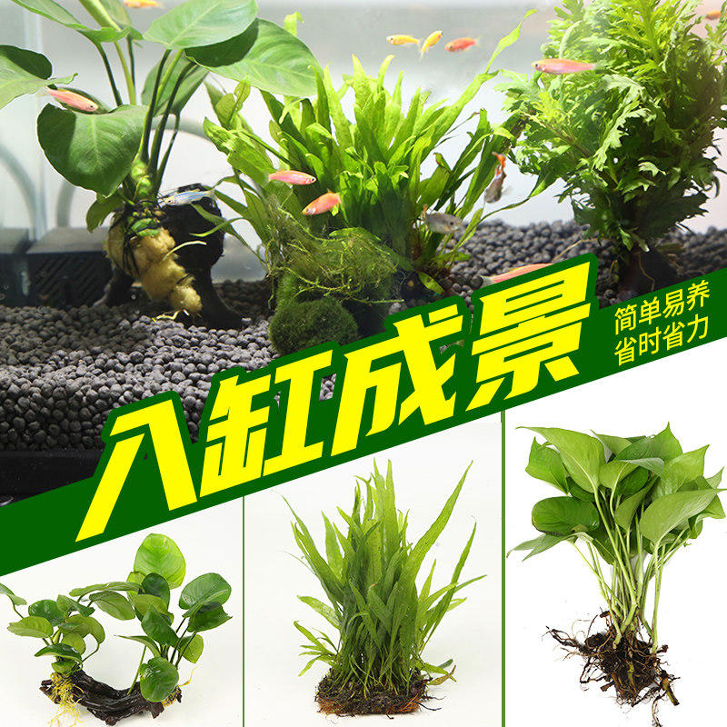 鱼缸草缸造景真水草 前景水溶铁皇冠 绿萝发财树龟缸晒台造景