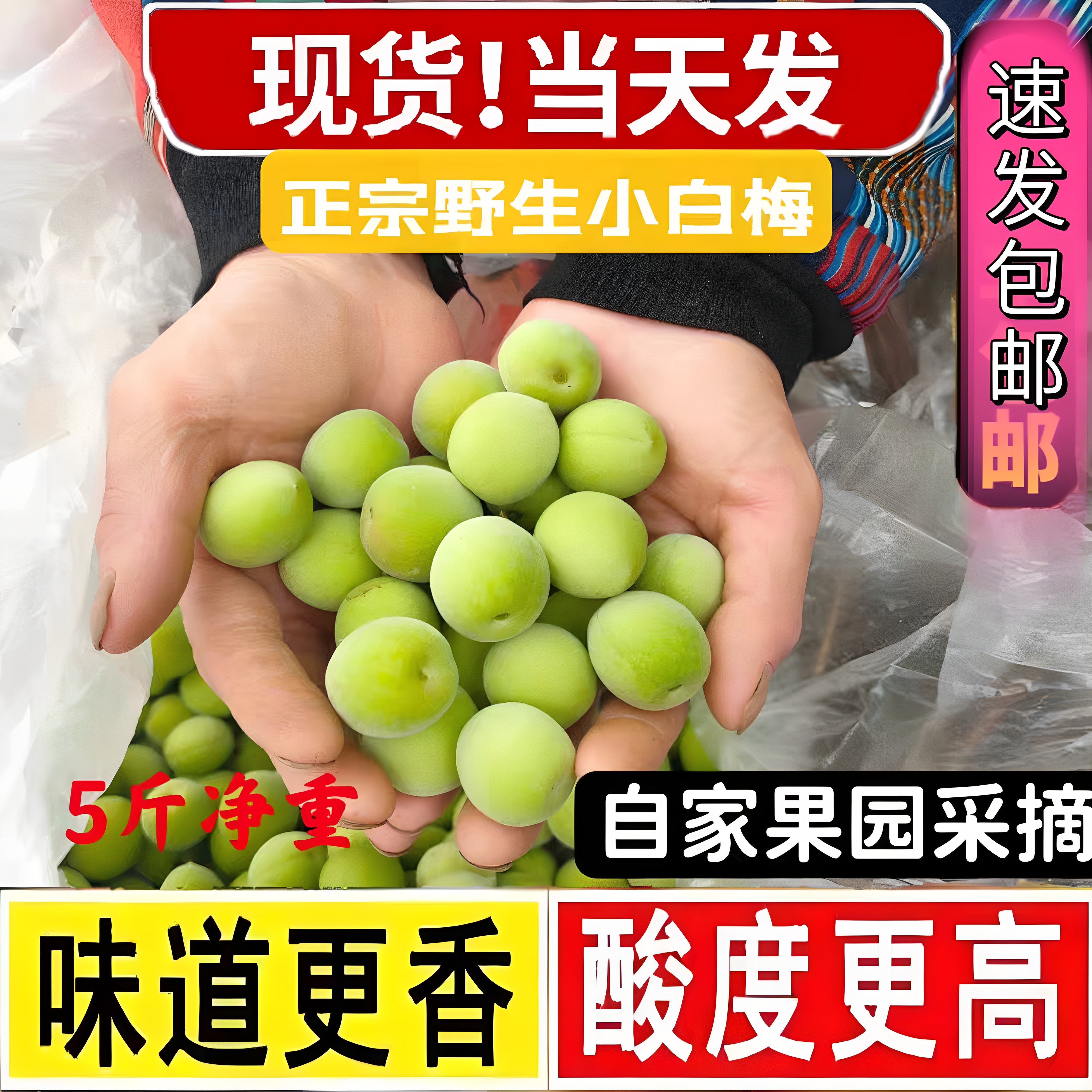 诏安高山野生小白梅泡酒首选现摘新鲜青梅果酵素梅果汁孕妇酸水果