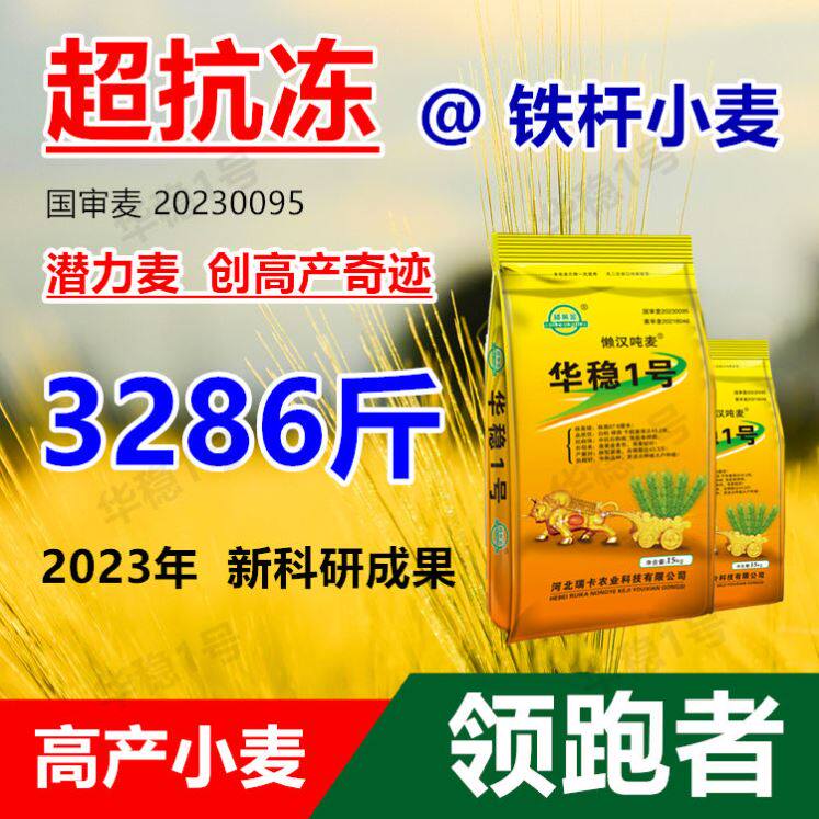 华稳1号吨麦矮杆大穗小麦种籽高产优质小麦原种子耐寒冬小麦苗种怎么看?