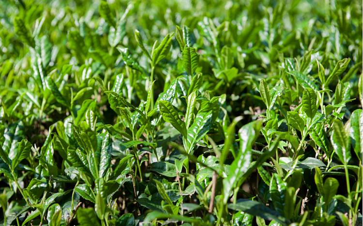 定制武夷山大红袍茶叶礼盒装送礼肉桂岩茶乌龙茶茶叶