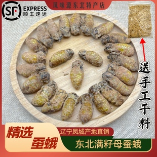 东北速冻蚕蛾油炸即食鲜活新鲜冷冻满籽母蚕蛾雄蚕蛾带籽蚕蛾速冻