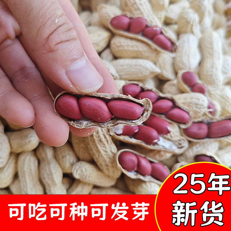 带壳四粒红皮花生四川农家图片