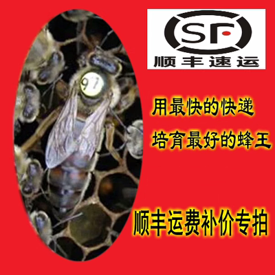 意蜂蜂王松丹1号一号产卵王新开产蜜王浆王喀尔巴阡蜂王东北黑蜂