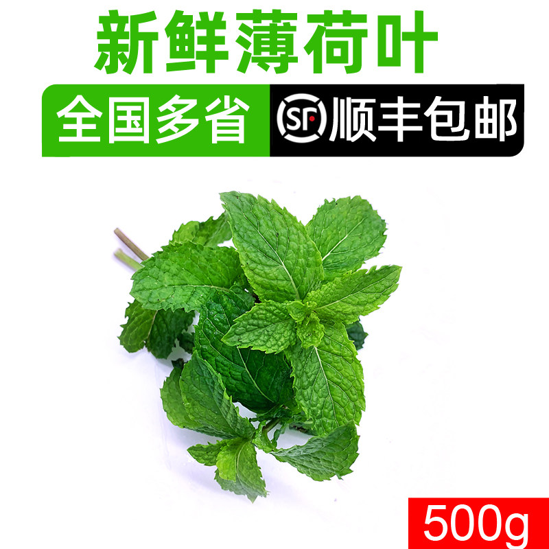 新鲜薄荷叶500g 清凉可食用其它