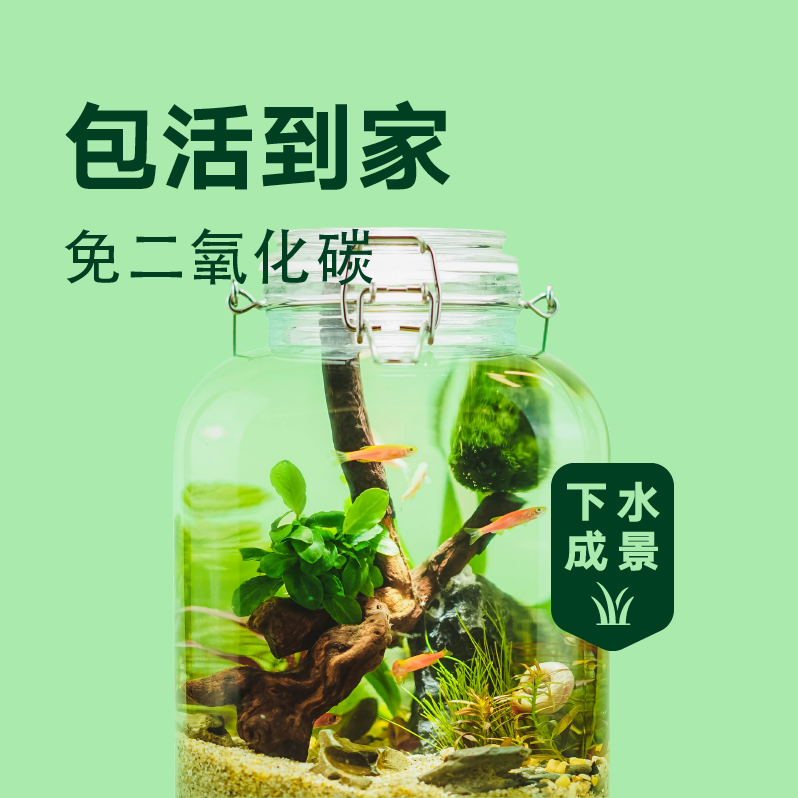 鱼缸水草植物活懒人沉木莫斯真草迷你榕淡水草增氧草缸造景套餐