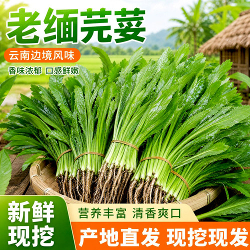 云南大香菜老缅芫荽傣味顺丰包邮