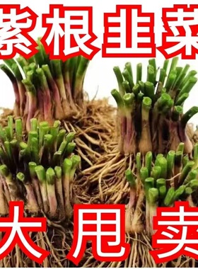 【大甩卖】新根韭菜根苗紫色韭菜根四季韭菜种根盆栽韭菜根阳台