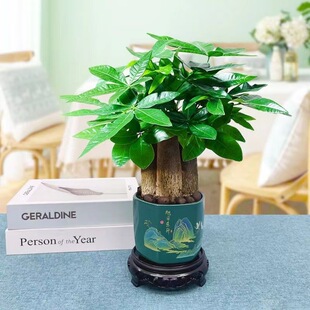 发财树盆栽室内客厅水培小绿植客厅大发财树苗四季树办公室植物