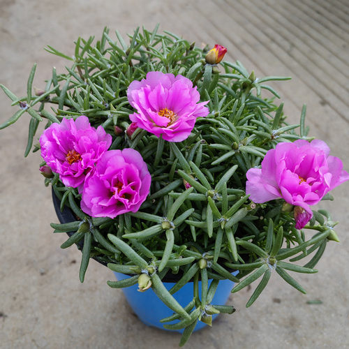 太阳花草本植物阳庭春夏秋带花