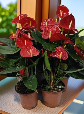 室内开花红掌盆栽云南昆明斗南带鲜艳花朵发货原盆原土土豆花坊
