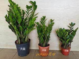 室内外种植金钱木金钱树盆栽