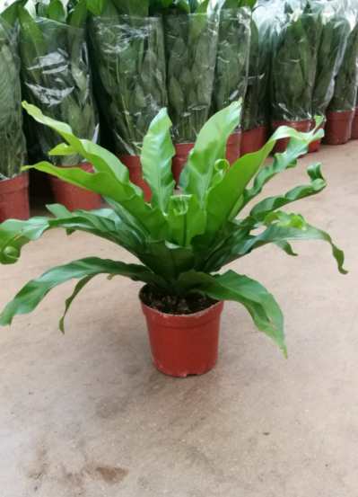 迷你鸟巢蕨盆栽盆栽办公室桌面摆放绿色小植物昆明斗南土豆花坊