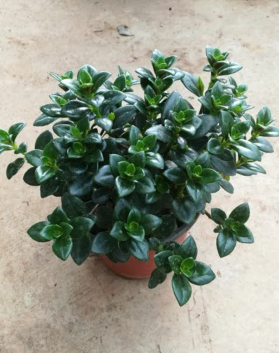 金鱼吊兰口红花盆栽办公室桌面摆放绿色小植物昆明斗南土豆花坊