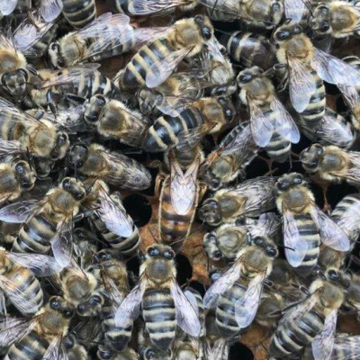 定制西域黑蜂王 生产王 高生产型蜜型王 新疆黑蜂 伊犁黑蜂王 包