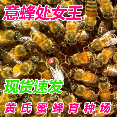 Swarm queen bee High yield honeybee queen bee Carpathian Queen of Cameroon Northeast Black bee Queenin the Pet/Pet food and supplies , Other pets , Other pets  category - from Buy2taobao.com to provide professional Taobao agent buy service
