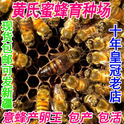 意蜂蜂王  意蜂生产王  开产王 意蜂产卵王 高产蜜王蜜蜂意蜂群