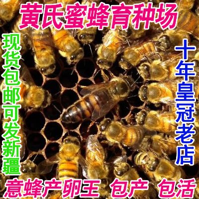 意蜂蜂王  意蜂生产王  开产王 意蜂产卵王 高产蜜王蜜蜂意蜂群
