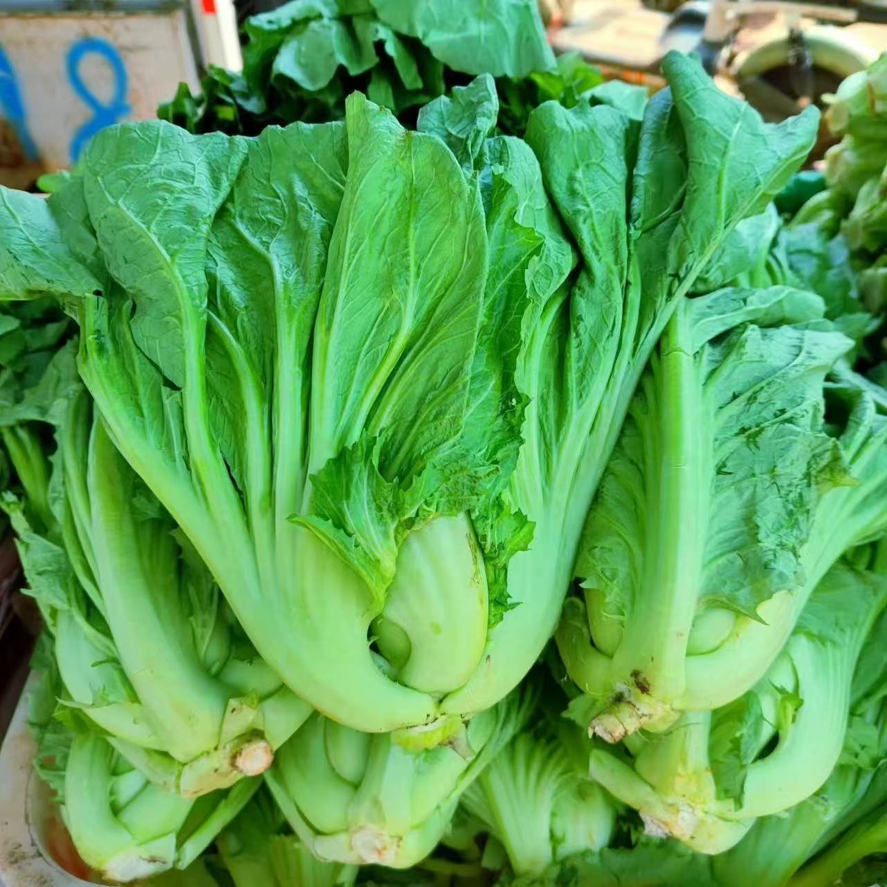 新鲜芥菜广东现摘包心芥菜青菜泡菜酸菜应季新鲜蔬菜可腌酸菜