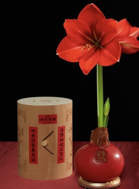 新年注定红礼盒进口秘鲁特大蜡封朱顶红办公室桌面遇空气开花春节