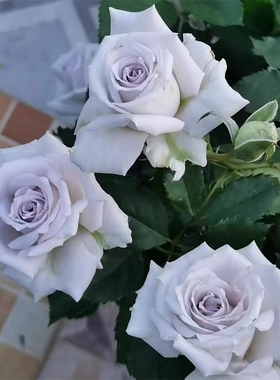 月季小苗 蓝色格劳恩大地之蓝日月月季淡紫色强香大花抗病勤花