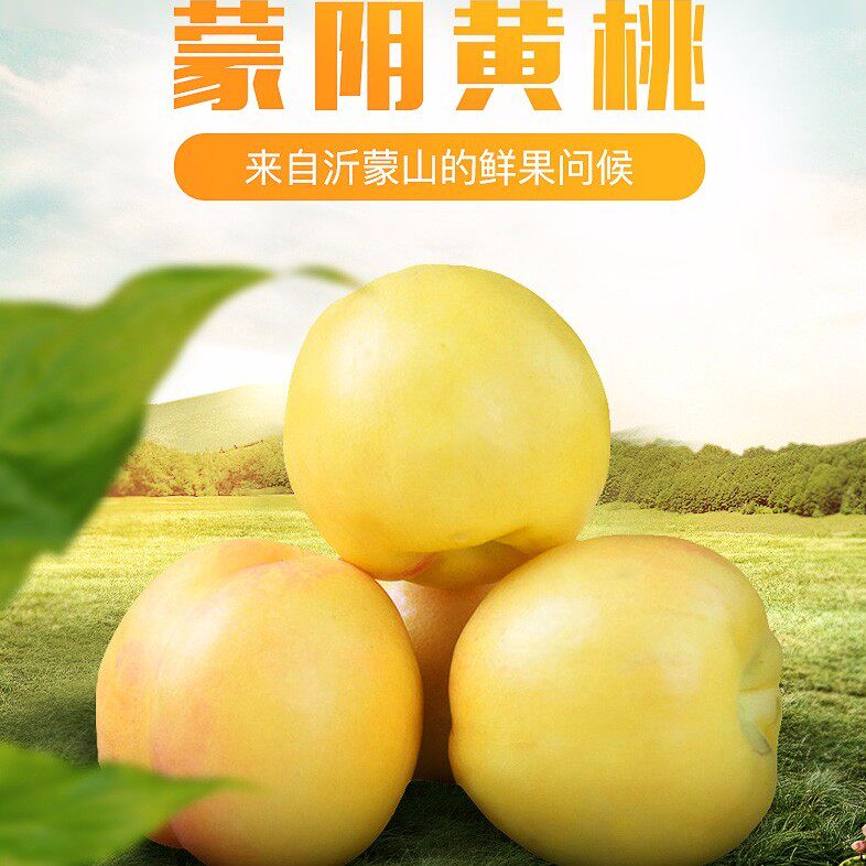 正宗山东蒙阴黄金油桃水果新鲜桃子黄肉油桃脆桃应季水果