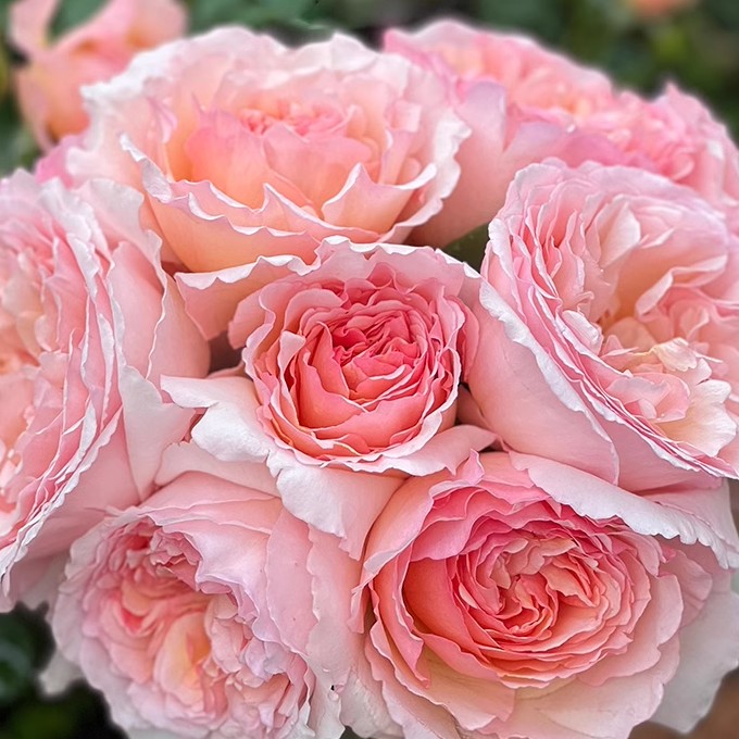 摩纳哥夏琳王妃月季花苗 1加仑 扦插
