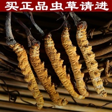 高海拔冬虫夏草正品 包邮 冬虫草西藏那曲青海玉树虫草