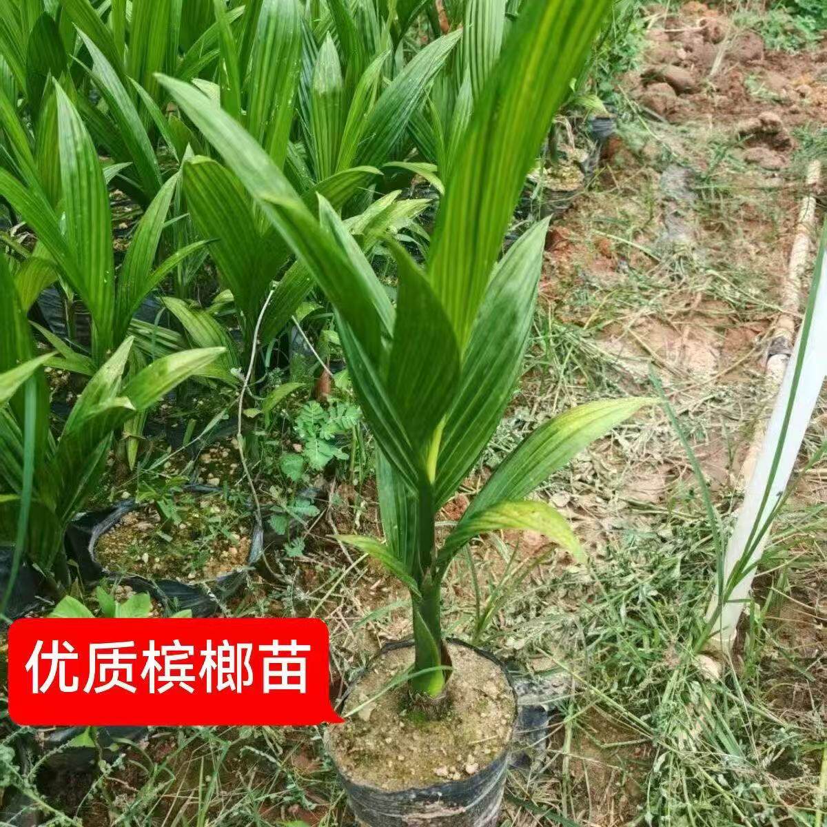 陵水槟榔苗琼中小槟榔树要大量来园产地直发好苗种带胶杯顺丰包邮