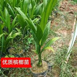 陵水槟榔苗琼中小槟榔树要大量来园产地直发好苗种带胶杯顺丰包邮