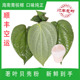 海南新鲜生槟榔果青槟榔配料荖叶蒌叶贝壳粉原味苦灰甜灰一斤 包邮