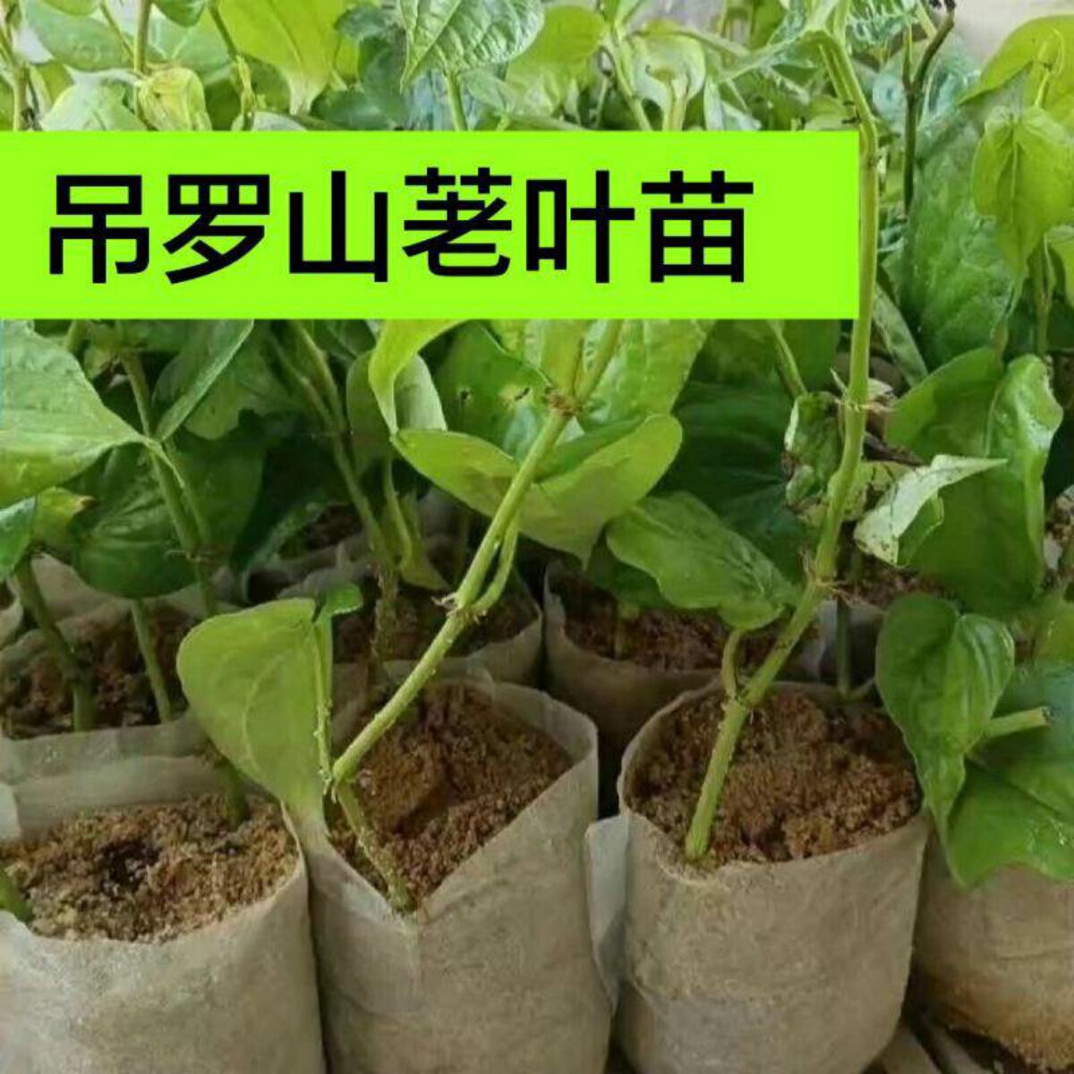 海南荖叶苗新鲜佬叶苗生槟榔叶子散装当季佬叶苗园产地直批发包邮