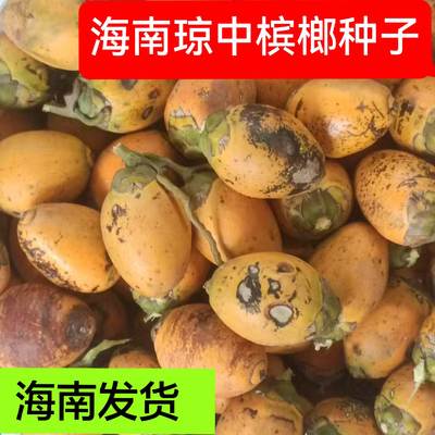 海南琼中槟榔种乐东矮节老树槟榔种健康原产当地直发的槟榔红包邮