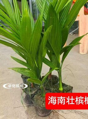 海南琼中槟榔苗小槟榔树乐东槟榔苗直发货产园地大批好苗可来自选